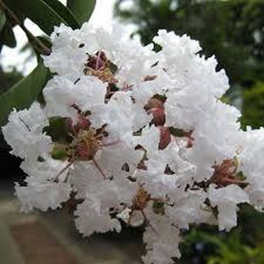 Lagerstroemia Indica