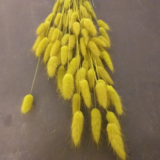 Lagurus seco