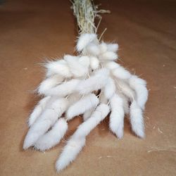 Lagurus seco