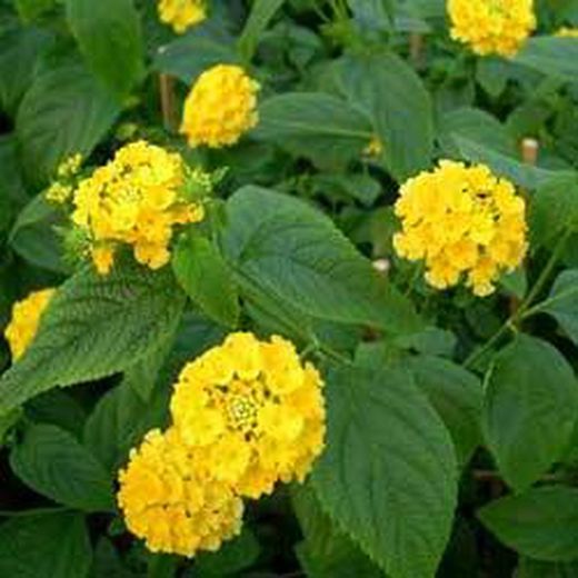 Lantana Camara