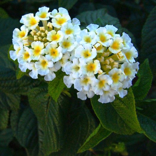 Lantana Camara