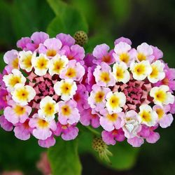 Lantana Camara