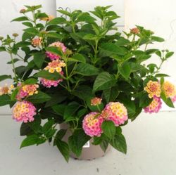 Lantana Camara
