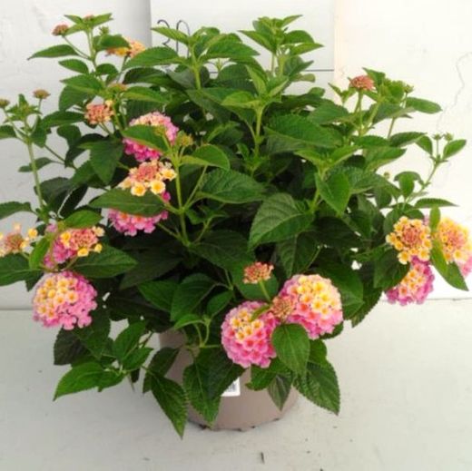 Lantana Camara