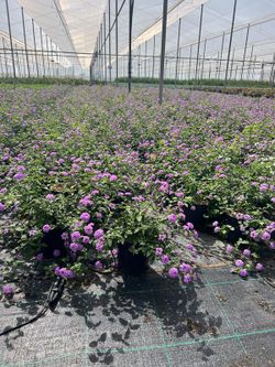 Lantana Delicatissima Violeta