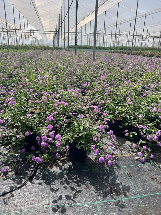 Lantana Delicatissima Violeta