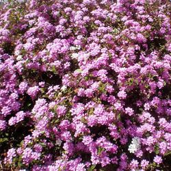 Lantana Montevidensis Caja 6 uds.