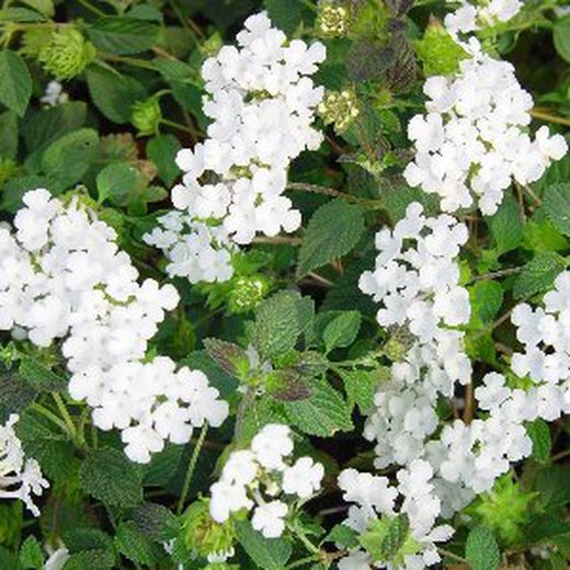 Lantana Montevidensis Caja 6 uds.