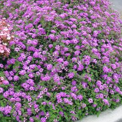 Lantana Montevidensis Caja 6 uds.