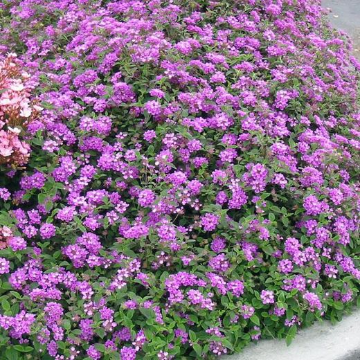 Lantana Montevidensis Caja 6 uds.