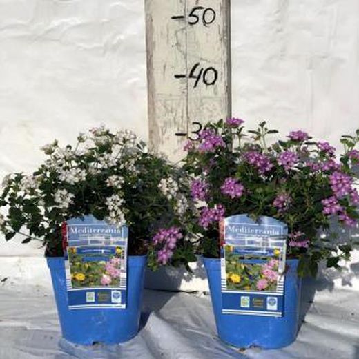 Lantana Montevidensis Caja 6 uds.
