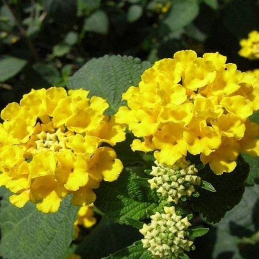 Lantana Montevidensis Caja 6 uds.
