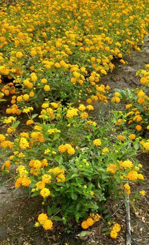 Lantana Repens Amarela