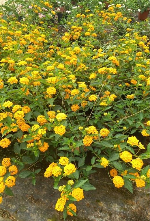 LANTANA REPENS AMARILLA