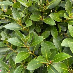 Laurus Nobilis Laurel