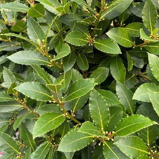 Laurus Nobilis Laurel