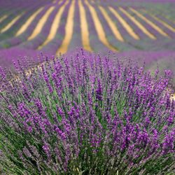 Lavanda Espliego