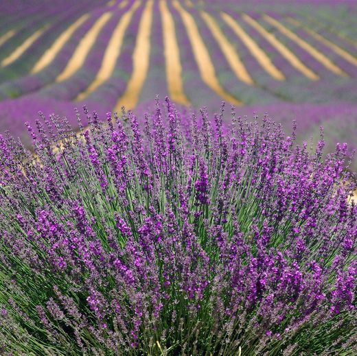 Lavanda Espliego