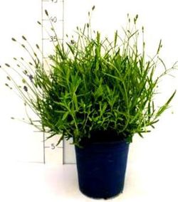 Lavandula Blue Scent Deco