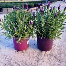 Lavandula Stoechas Cantueso