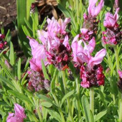 Lavandula Stoechas Cantueso
