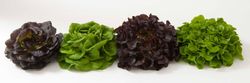 Lechuga Salanova® La lechuga V.I.P