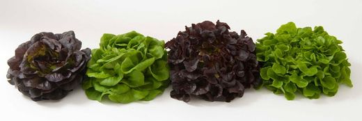 Lechuga Salanova® La lechuga V.I.P