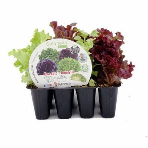 Lechuga Salanova® La lechuga V.I.P