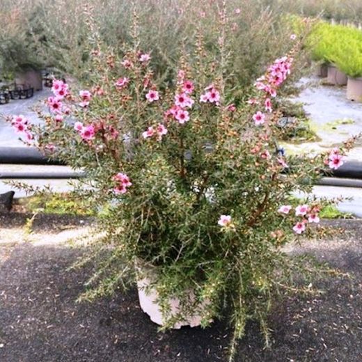 Leptospermum Scoparium