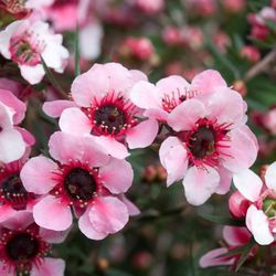 Leptospermum Scoparium