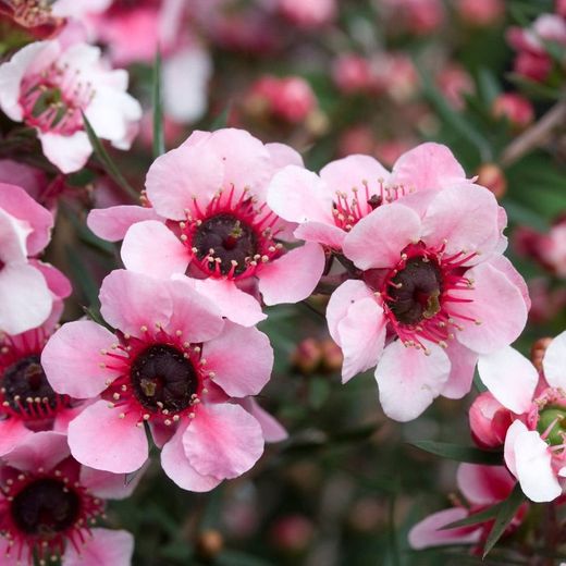Leptospermum Scoparium