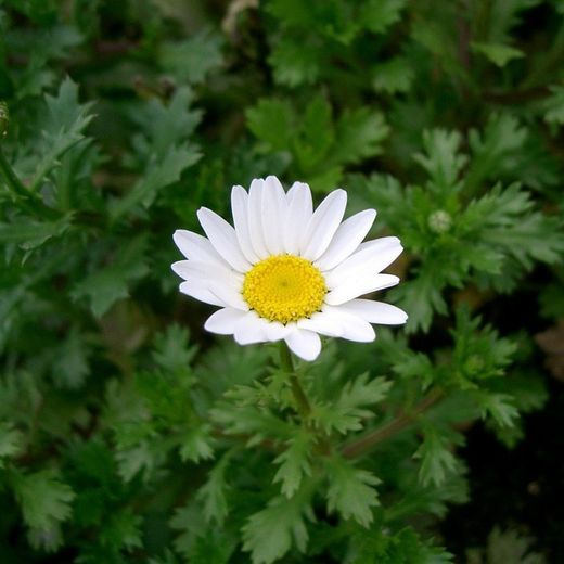 Leucanthemum Paludosum Caja de 15 uds.