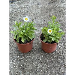 Leucanthemum Paludosum Caja de 15 uds.