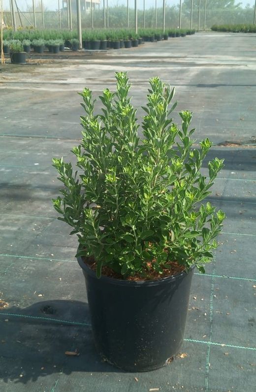 LEUCOPHYLLUM F.GREEN CLOUD