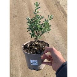 Leucophyllum Frutescens Caixa 6 u.