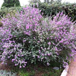 Leucophyllum Frutescens Caixa 6 u.