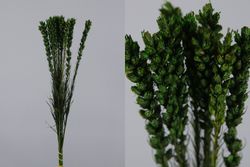 Liatris Preservado 10 tallos