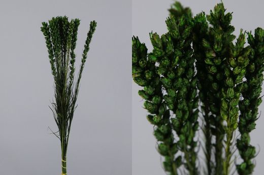 Liatris Preservado 10 tallos