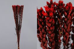 Liatris Preservado 10 tallos