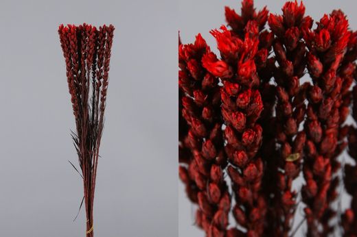 Liatris Preservado 10 tallos