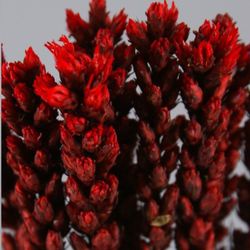 Liatris Preservado 10 tallos