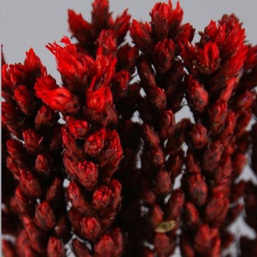 Liatris Preservado 10 tallos
