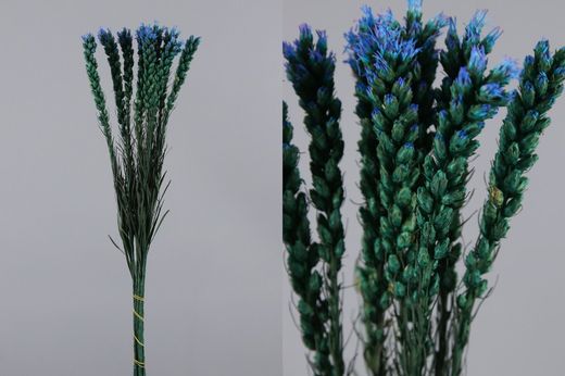 Liatris Preservado 10 tallos