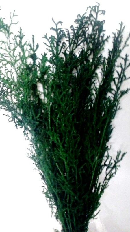 Licopodium preservado