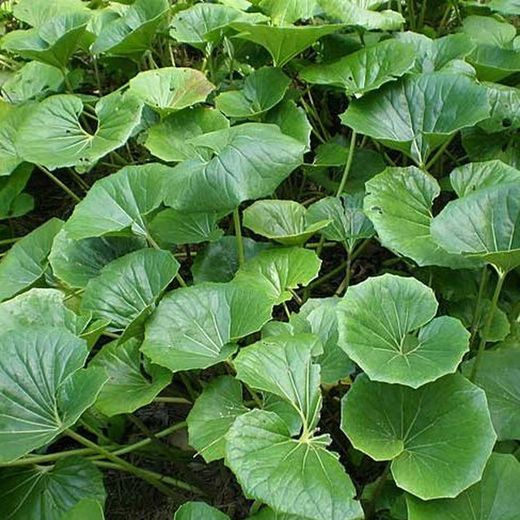 Ligularia Tussilaginea