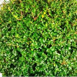 Ligustrum Delavayanum Copa