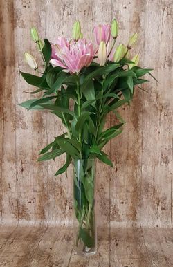 Lys Or. Roselily (NOUVEAU MONDIAL) 5 tiges