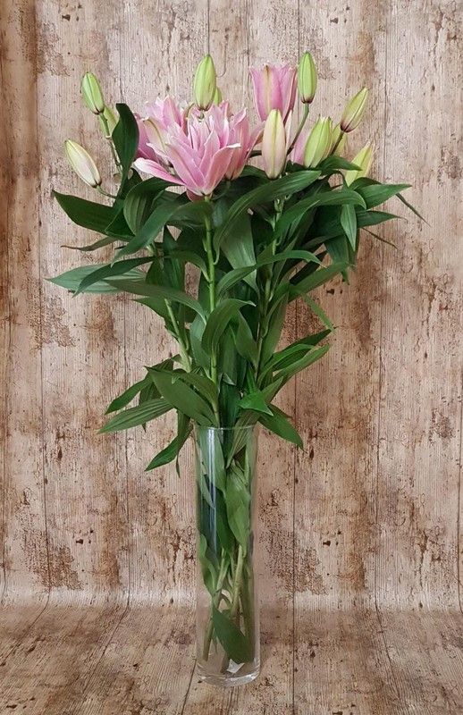 Lys Or. Roselily (NOUVEAU MONDIAL) 5 tiges