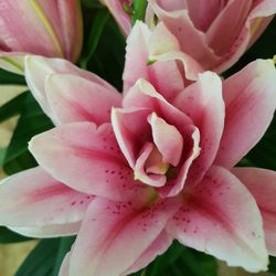 Lys Or. Roselily (NOUVEAU MONDIAL) 5 tiges