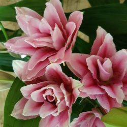 Lys Or. Roselily (NOUVEAU MONDIAL) 5 tiges